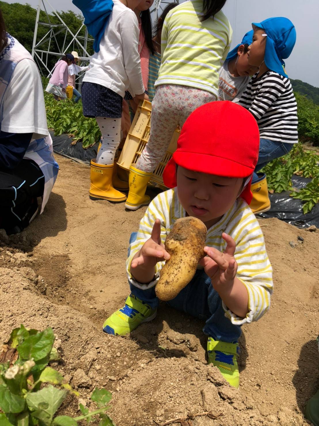 じゃがいも・たまねぎ収穫