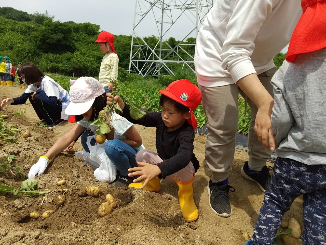 じゃがいも・たまねぎ収穫